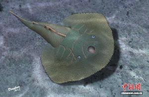 中国发现4.19亿年前盔甲鱼类新属种 揭示演化过渡关键证据