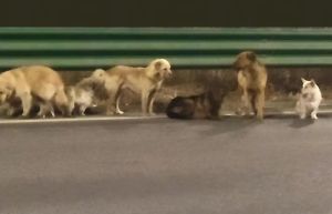 7只狗狗被偷掉落高速后回家 结伴而行跨越17公里