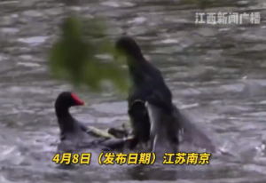 水上激战！​ 玄武湖两只黑水鸡大打出手
