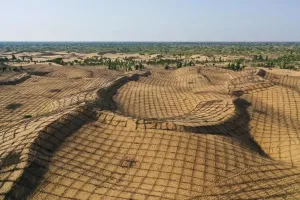 “10万头黑猪让沙漠变绿洲”不实 治沙靠人工造林