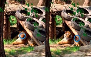 上海动物园游客用激光笔照老虎眼睛 行为引众怒