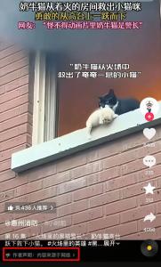 奶牛猫火场救小猫疑为AI制作 网络素材引发热议