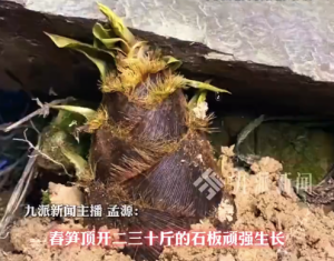 春笋顶开30斤石板顽强生长 博主：拍摄期间睡不好觉