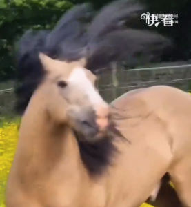 马儿也混上非主流圈子了 终于知道为啥叫“杀马特”了