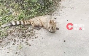 市民偶遇小动物用AI 识别出是小灵猫