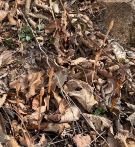 官方回应男童疑发现金矿：有可能 8岁男童上山挖野菜疑似发现金矿