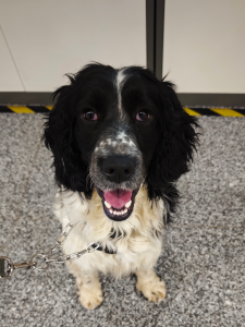 警犬出勤路上顺便救了只隼队友 意外发现救助红隼