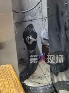 深圳一居民区现三四斤重剧毒眼镜蛇 多处频现蛇踪