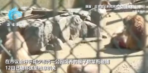 日本米子市议员受贿呼吁减少公园猴子数量被捕