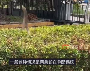 2条蛇在市区绿化带“跳舞” 网友：两个公的，在比拼求偶