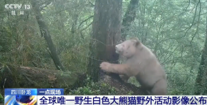 没有黑眼圈的大熊猫出现了 罕见白色大熊猫健康成长