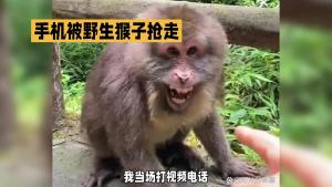 手机被野生猴子抢走 当场打视频电话把手机拿了回来