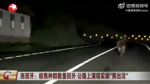 西班牙上演现实版熊出没 深夜公路狂奔