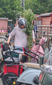 专家详解艾草药用价值：它不仅提供仪式感，药用价值也不少