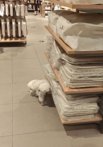 南京一无印良品有狗向货品撒尿 宠物友好商场难防不文明行为