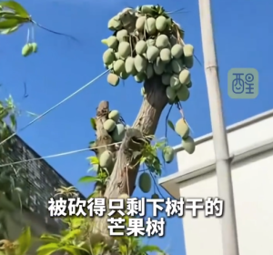 芒果树被砍得只剩树干仍挂满果实 网友：强者从不抱怨环境