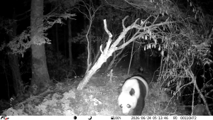 九寨沟拍到野生大熊猫母子同行 监测系统记录珍贵画面