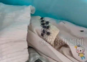 收衣服的时候一定要警惕性拉满 小心这几类虫子