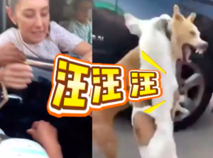 总统面前谁怂谁是狗！墨西哥总统视察时两只狗在车边疯狂互咬