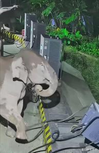 野象脚被电线绊住同伴怒砸充电箱 硬核护崽惊心动魄