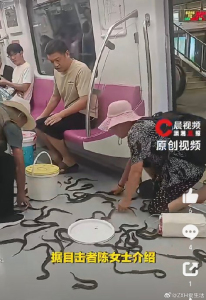 南京地铁回应车厢内黄鳝满地爬 乘客合力捉鳝