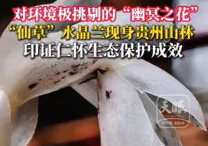 对环境极挑剔的“幽冥之花”，“仙草”水晶兰现身贵州山林