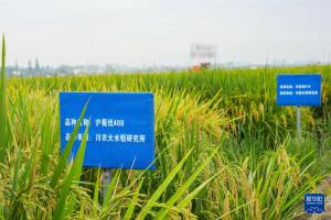 天府粮仓迎水稻丰收 农机助力高效收割