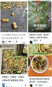 不要捡食路边的银杏果 有毒风险高