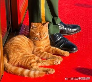 陪武警站岗小猫被故宫“收编” 温暖画面打动人心