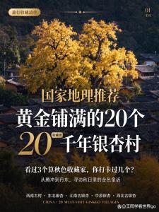 全国各地银杏陆续进入观赏期 金秋童话世界等你来