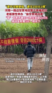 逮不住随便偷 逮住200元1棵：甘蔗地变网红打卡点