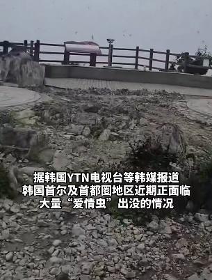 首爾“愛(ài)情蟲(chóng)”爆發(fā)民眾崩潰