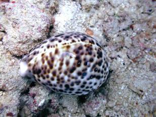 黄岩岛珊瑚礁生态调查 生态系统总体良好但面临威胁