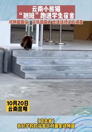 怪可爱的！动物园小熊猫“翘班”跑进学生宿舍