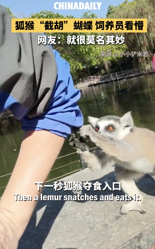 狐猴抓了饲养员身上的蝴蝶顺嘴吃掉了 外籍人员违规捕蝶被识破
