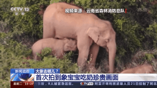 象群进入峨山县，首次监测到象宝宝吃奶珍贵画面