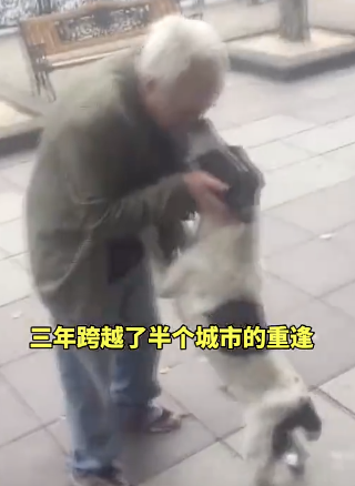 狗狗走丢三年后被认出