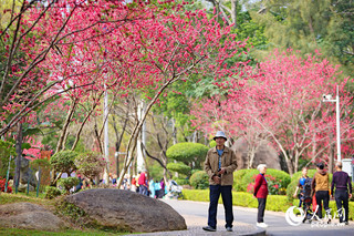 廈門(mén)1000余株桃花迎春開(kāi) 滿園春色關(guān)不住