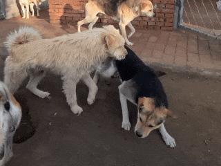 狗主人否認(rèn)拍犬斗視頻博流量 土狗“長毛”全球爆紅