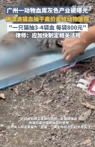博主稱貍花貓被抽血視頻遭下架 官方已介入調(diào)查