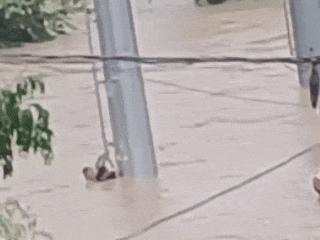 浙江湖州夫妻洪水中抱塔获救 生死瞬间消防员英勇救援