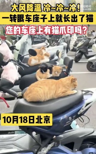 實(shí)拍北京大風(fēng)降溫 車座上“長(zhǎng)出”貓