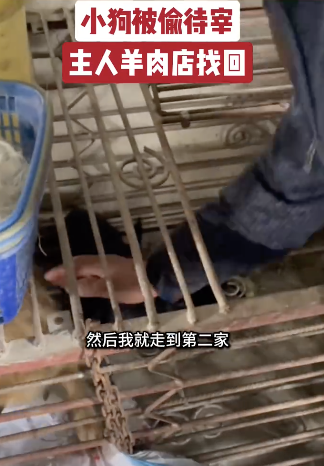 小狗被偷待宰主人羊肉店找回