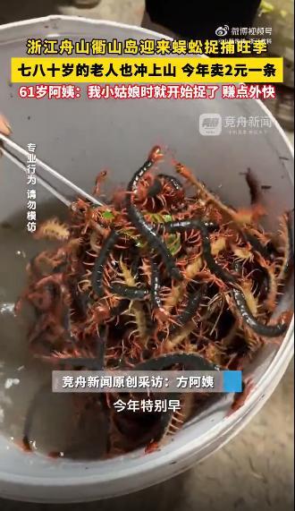 浙江衢山岛迎蜈蚣捕捉旺季