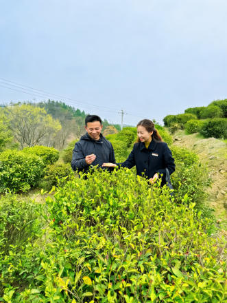 邮储银行大悟支行以金融之笔绘就茶乡画卷