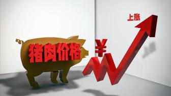 一夜升溫,！豬價上漲“節(jié)節(jié)高” 供需博弈加劇