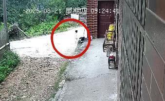 2岁失踪女童距家1公里深山被寻回