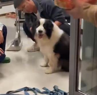 女子买下将被吃掉的边牧归还主人 爱心救狗传佳话