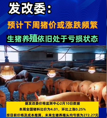 官方:预计下周生猪价格或涨跌频繁