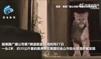 美洲狮在美国旧金山街头游荡 数小时追捕终被捕获